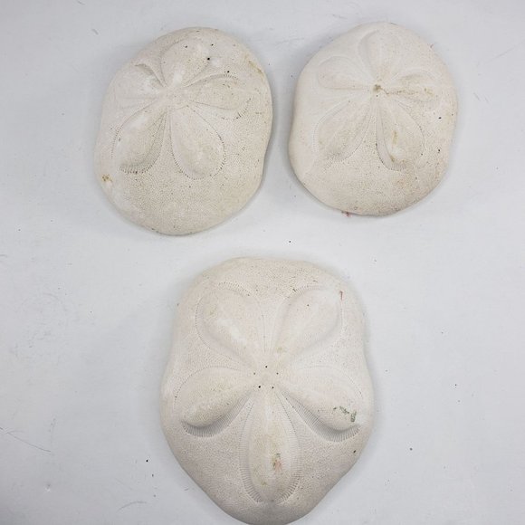 Large Sand Dollar Sea Biscuit Puffy 5" x 4" Vintage Natural Set of 3 - Picture 1 of 13